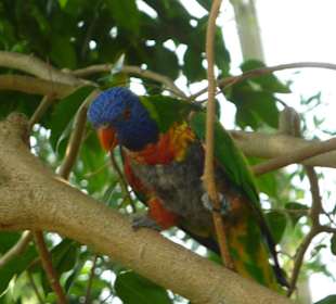 Grünrückenstanleysittich