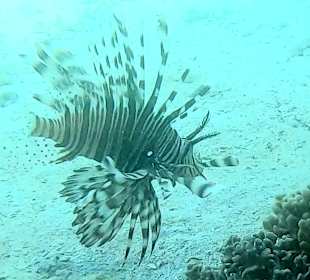 Schnorcheln El Gouna