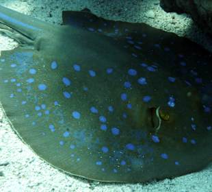 Schnorcheln Makadi Bay