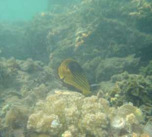 Und noch eins vom HAusrif