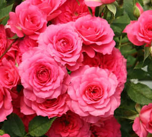 Julius Tact / JT Safaris