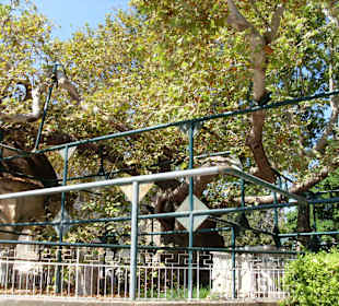 Platane des Hippokrates in Kos