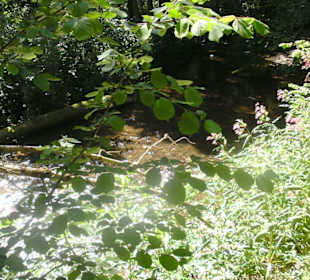 Imposante Lichtreflexe im Wald