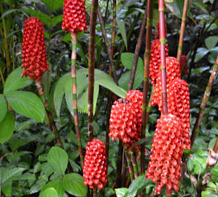 Hawaii Tropical Botanical Garden