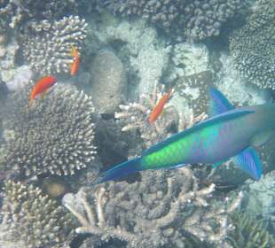 Viele schöne Fische