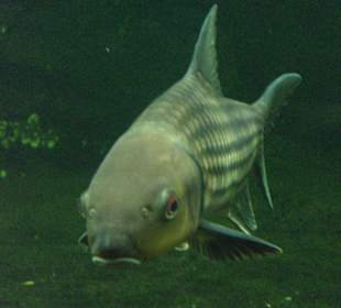 Berliner Zoo, Aquarium