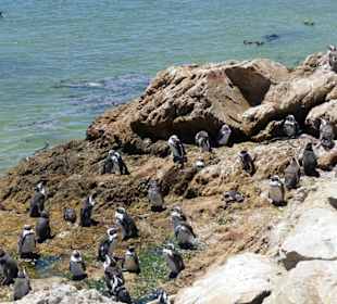 Stoney Point African Penguin Breeding Colony
