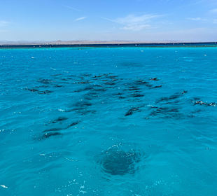 Delphin Tour