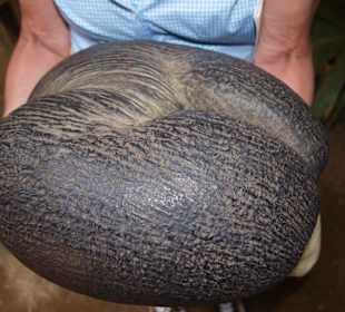 Coco de Mer - Vallee de Mai