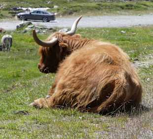 Freilaufende Highlandrinder an der Panoramastraße