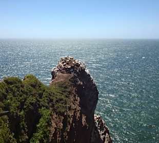 Lummenfelsen
