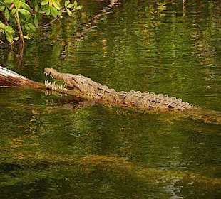 Krokodil im Black River