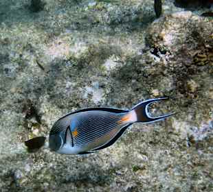 Die schönsten Fische