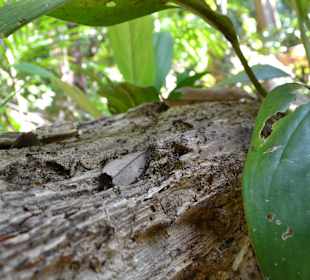 Bitte nicht drauf setzten 
