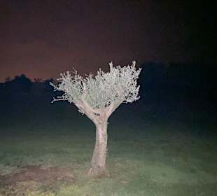 Wandern Cabanas de Tavira