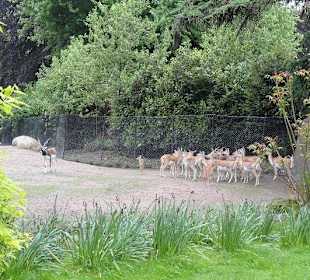 Außenbereich der  Antilopen