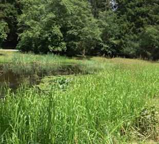 Wanderung Froschteich-Tour