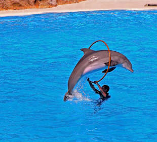 Loro - Park Delfin - Show
