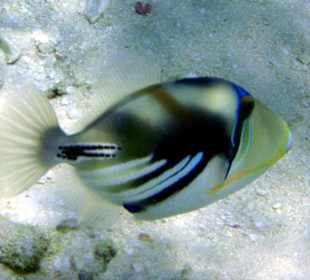 Fische