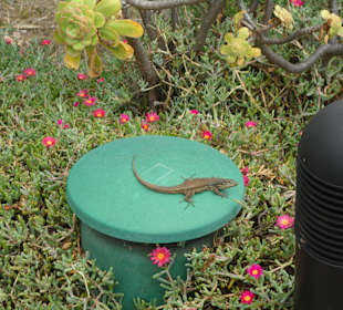 Die Pyramiden von Güimar