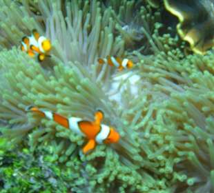 Clown Anemonenfische