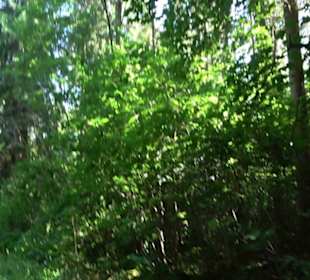 Eduard Lucas Musterobstgarten Mähringen