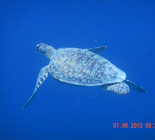 Schildkröte am Außenriff