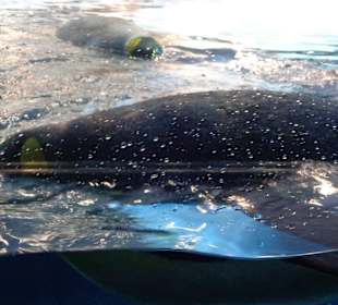 Pinguine im Aquarium