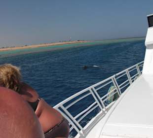 Delfine vor Soma Bay