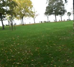 Mammutbaum im Stadtgarten