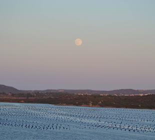 Olbia - Hafen Muschelaufzucht