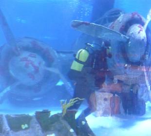 Röhren Aquarium Antalya 