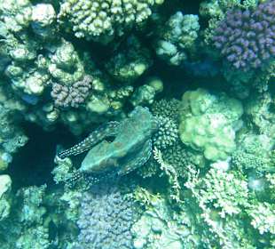 "Gemeiner Riffkrake"