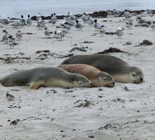 Seelöwen