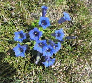 Enzian am Gitschbergjoch