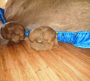 Tempel Aglag Buteelin Khiid