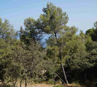 Serra de Tramuntana