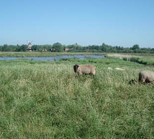 Blick über das Apener Tief zur Mühle