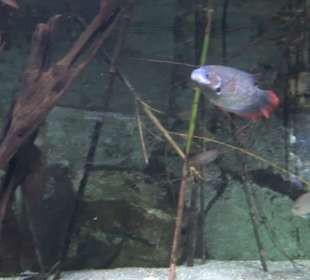 Tierpark Hellabrunn - Fische