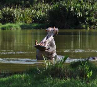 jeder hat einmal Glück