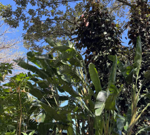 Gartenanlage