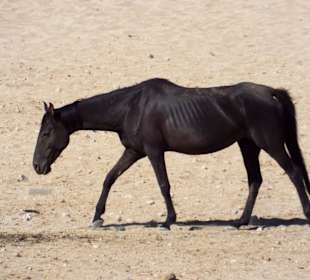 Wildpferd