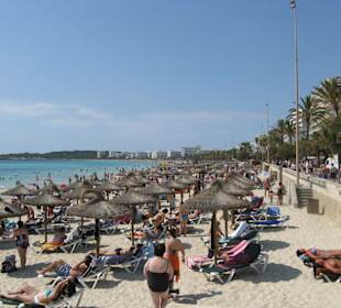 Stand von Calla Millor