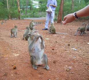 Rast zum Affen füttern