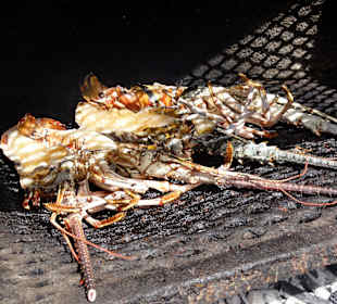 Meine Languste auf dem Grill