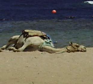 Kamel Oskar schläft, oder?