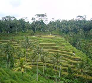 Reisterrassen von Ubud