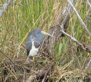 Everglades National Park: Anhinga Trail