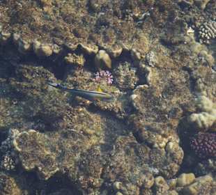 Fische