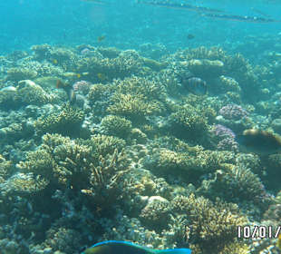 Unterwasseraufnahme am Hausriff